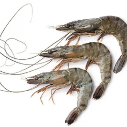 Tiger Prawns Whole